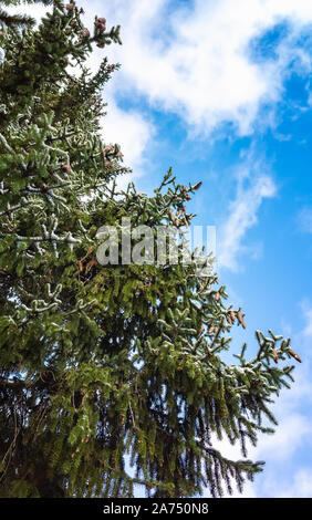 Spruce Tree Branches mit Schnee sind unter blauen bewölkten Himmel, natürliche senkrechte Foto, Winter Hintergrund Stockfoto