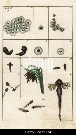 Die Metamorphose vom Ei der Gemeinsamen braun Frosch zu Kaulquappe, Rana temporaria. Papierkörbe Kupferstich von G. T. Wilhelm 'Lexikon der natürlichen Geschichte: Amphibia', Augsburg, 1794. Gottlieb Tobias Wilhelm (1758-1811) war ein bayerischer Priester und naturforscher wie der Deutsche Buffon bekannt. Stockfoto
