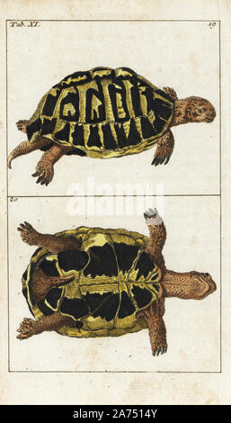 Sporn - thighed Schildkröte oder Griechische Landschildkröte, Testudo graeca), von der Seite und unten. Papierkörbe Kupferstich von G. T. Wilhelm 'Lexikon der natürlichen Geschichte: Amphibia', Augsburg, 1794. Gottlieb Tobias Wilhelm (1758-1811) war ein bayerischer Priester und naturforscher wie der Deutsche Buffon bekannt. Stockfoto