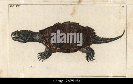 Gemeinsame snapping Turtle, Chelydra serpentina Serpentina (Testudo). Papierkörbe Kupferstich von G. T. Wilhelm 'Lexikon der natürlichen Geschichte: Amphibia', Augsburg, 1794. Gottlieb Tobias Wilhelm (1758-1811) war ein bayerischer Priester und naturforscher wie der Deutsche Buffon bekannt. Stockfoto