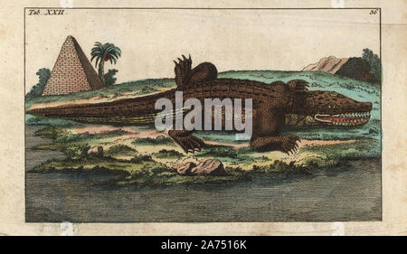 Nil Krokodil, Crocodylus niloticus (Lacerta crocodilus). Papierkörbe Kupferstich von G. T. Wilhelm 'Lexikon der natürlichen Geschichte: Amphibia', Augsburg, 1794. Gottlieb Tobias Wilhelm (1758-1811) war ein bayerischer Priester und naturforscher wie der Deutsche Buffon bekannt. Stockfoto