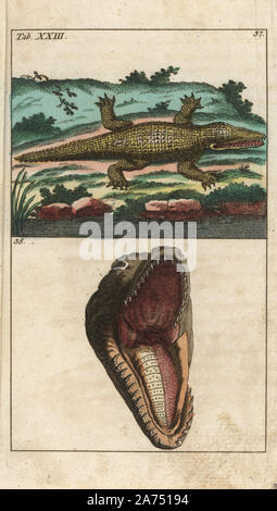 Nil Krokodil, Crocodylus niloticus (Lacerta crocodilus) liegen an einem Flussufer, und Krokodil Zähne und Kiefer. Papierkörbe Kupferstich von G. T. Wilhelm 'Lexikon der natürlichen Geschichte: Amphibia', Augsburg, 1794. Gottlieb Tobias Wilhelm (1758-1811) war ein bayerischer Priester und naturforscher wie der Deutsche Buffon bekannt. Stockfoto