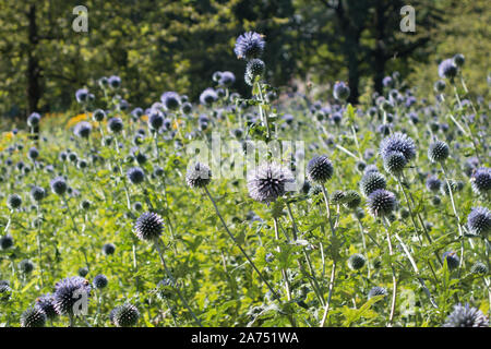 Wildflower planting in einem Park pollinator freundlich Stockfoto