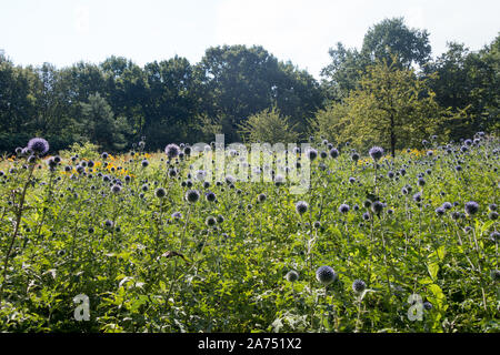 Wildflower planting in einem Park pollinator freundlich Stockfoto