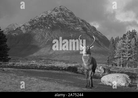 Hirsch Hirsch in Glencoe, Highlands, Schottland Schwarz und Weiß Stockfoto