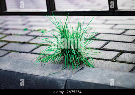 Ein Haufen grüne Gras auf einem grauen Gehweg. Konzept. Vorderansicht von oben. Stockfoto