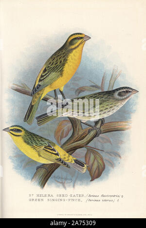Gelbe Kanarienvogel oder St. Helena seedeater, Serinus flaviventris und gelben Fassade, kanarischen, Serinus mozambicus (grün Singen finch Serinus Ikterus). Chromolithograph von Brumby und Clarke nach einem Gemälde von Frederick William Frohawk von "ausländischen Arthur Gardiner Butler's Finken in Gefangenschaft", London, 1899. Stockfoto