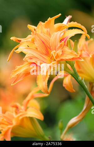 Orange Blüten der Hemerocallis fulva Vielzahl Millionenstadt, Küsten Tag Lily Stockfoto