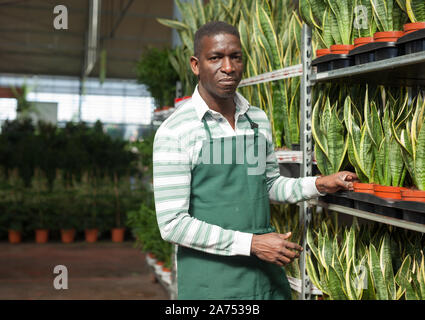 Portrait der afrikanischen amerikanischen Mann Blumenhändler in der Nähe von Rack mit Topfpflanzen junge Pflanzen von Zierpflanzenarten Sansevieria trifasciata Laurentii in Blumenladen Stockfoto