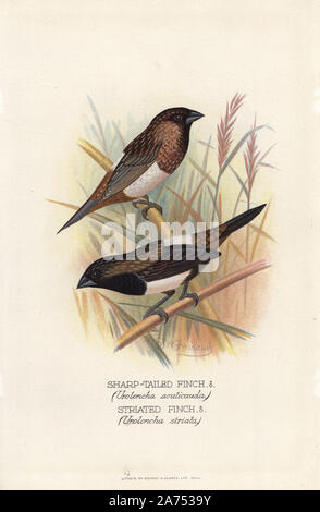 Nordwestlichen white-rumped Munia, Lonchura striata acuticauda und white-rumped Munia, Lonchura Striata. Chromolithograph von Brumby und Clarke nach einem Gemälde von Frederick William Frohawk von "ausländischen Arthur Gardiner Butler's Finken in Gefangenschaft", London, 1899. Stockfoto