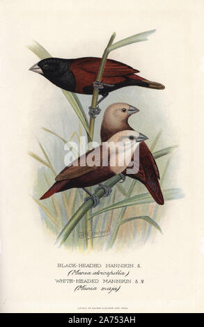 Chestnut munia, Lonchura atricapilla und weiß Munia geleitet, Lonchura Maja. (Schwarz vorangegangen Mannikin, Munia atricapilla und white-headed Mannikin, Munia maja). Chromolithograph von Brumby und Clarke nach einem Gemälde von Frederick William Frohawk von "ausländischen Arthur Gardiner Butler's Finken in Gefangenschaft", London, 1899. Stockfoto