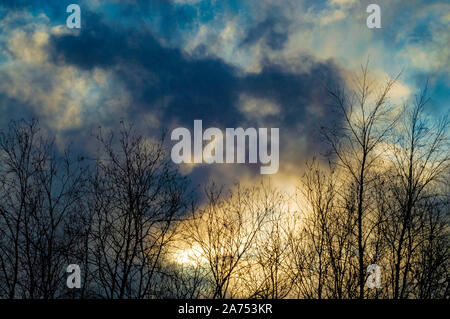 Silhouetten der Bäume ohne Blätter im Herbst vor dem Hintergrund einer Geschwollene grau-blauen Himmel und gelbe Sonne. Ansicht von unten. Stockfoto