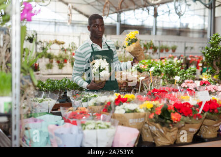 Qualifizierte Afrikanische Amerikanische Farmer im Anbau von Pflanzen von Begonia semperflorens im Gewächshaus eingerückt Stockfoto