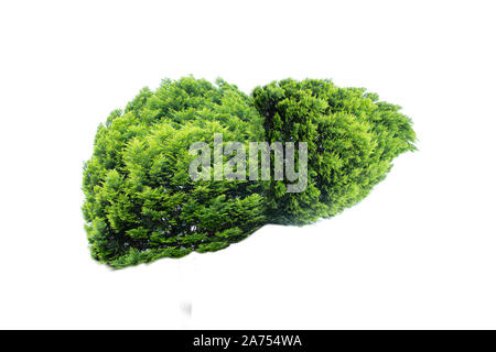 Realistische Leber Bilder sind menschliche Grüner Baum Formen über Krankheiten und Zirrhose (Umwelt). Stockfoto