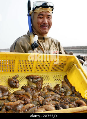 Shijiazhuang, Provinz Hebei Provinz Chinas. 30 Okt, 2019. Ein Arbeitnehmer stellt die geernteten Seegurken an einem Meer Bauernhof in Jianggezhuang Township von Laoting County, im Norden der chinesischen Provinz Hebei, Okt. 30, 2019. Credit: Yang Shiyao/Xinhua/Alamy leben Nachrichten Stockfoto