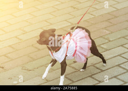 Dekorative Zwerg pinscher Hund an der Leine in den Kragen läuft auf Gehweg. In rosa Kleid. Ansicht von vorn Stockfoto