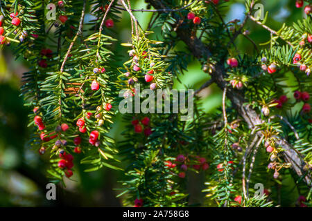 Taxus cuspidata, die Japanische Eibe oder das Verteilen von Eibe, einem nadelwald Baum. Schöne rote Beeren in der Sonne, genannt Arils - die roten, fleischigen Cup. Stockfoto