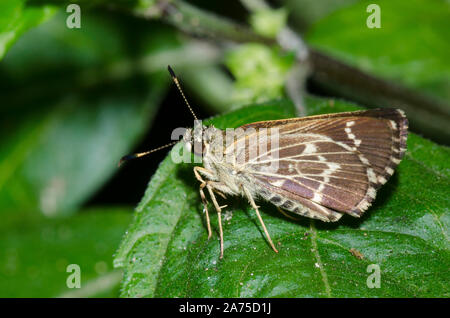 Lace-winged Roadside-Skipper, Amblyscirtes aesculapius Stockfoto