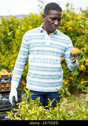 Lächelnd Afro-amerikanische farmer Ernte reif mandarin Orangen auf zitrusplantage Stockfoto