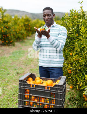 Lächelnd Afrikaner Landwirt mit frisch geernteten reifen Mandarinen auf zitrusplantage Stockfoto