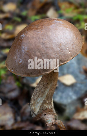 Velours Bolete Pilze (Steinpilze subtomentosus) Stockfoto