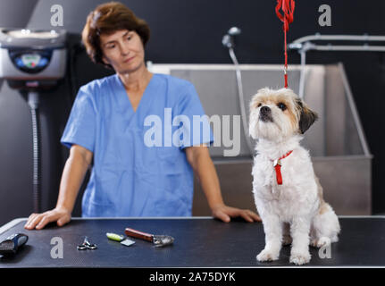 Portrait von süßen Bichon havaneser am Tisch für die Pflege auf dem Hintergrund mit weiblichen groomer in Salon für Hunde Stockfoto