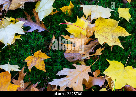 Gefallenen Blätter im Herbst auf Moss Stockfoto