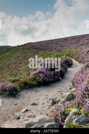 Plevenon, Bretagne/Frankreich - 20 Augsut 2019: Familie Wandern auf einem Weg durch violette Heide Wiesen an der Atlantikküste Stockfoto