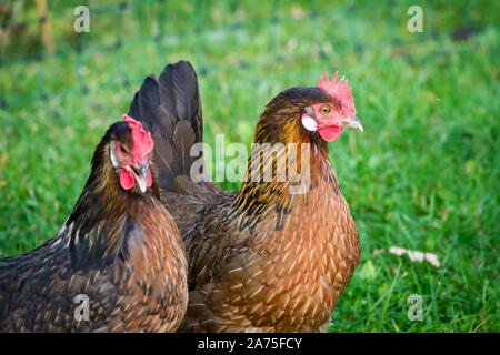 Proveis-Ultentaler Huhn Hühner, einer vom Aussterben bedrohten Rasse Huhn aus Südtirol Stockfoto