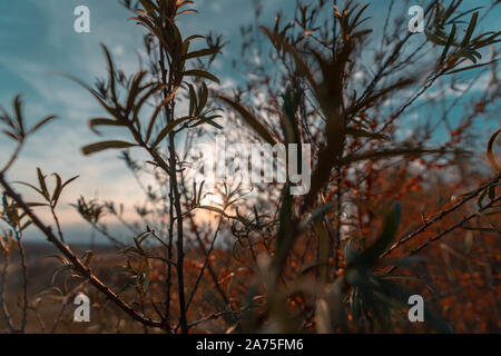 Bäume, mit gelben und roten Blätter, auf denen fällt warmes Licht der untergehenden Sonne, hoch in den Bergen bedeckt. Herbst village Szene. Stockfoto