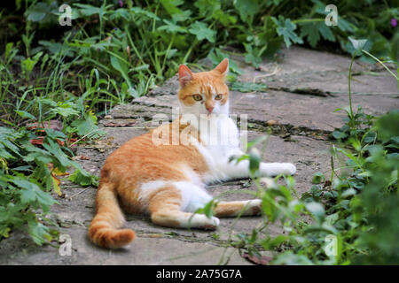 Portrait von niedlich und süß inländischen bunt verspielte Katze genießt in Spaß und Spiel, Erholung im schönen Garten an einem schönen Tag und Natur Umwelt. Stockfoto