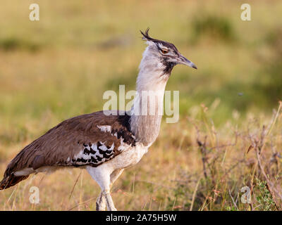 Kori bustard Vogel auf die afrikanische Savanne Stockfoto