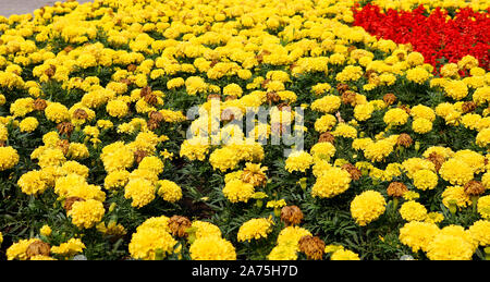 Rasen Blumen große gelbe Mexikanische studentenblume (Tagetes erecta). Blühen und welken Blumen. Stockfoto