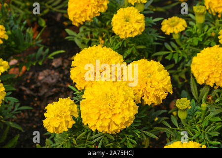 Rasen Blumen große gelbe Mexikanische studentenblume (Tagetes erecta). Close-up. Stockfoto