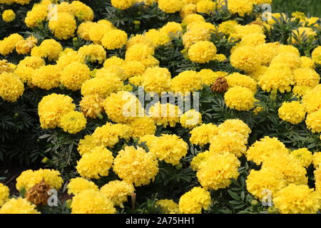 Rasen Blumen große gelbe Mexikanische studentenblume (Tagetes erecta). Close-up. Stockfoto