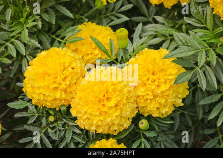 Rasen Blumen große gelbe Mexikanische studentenblume (Tagetes erecta). Close-up. Stockfoto