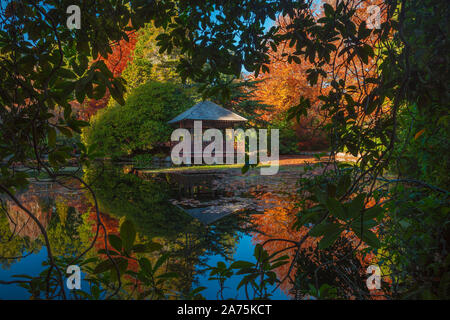 Pavillon im Japanischen Garten in Hatley Castle im Herbst - Colwood, British Columbia, Kanada. Stockfoto