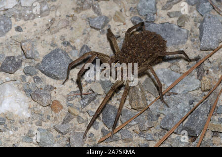 Wolf Spider, Familie Lycosidae, weiblich in den Jungen abgedeckt Stockfoto