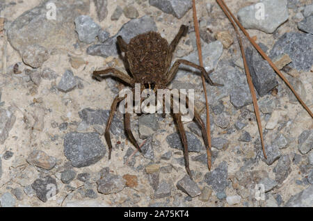 Wolf Spider, Familie Lycosidae, weiblich in den Jungen abgedeckt Stockfoto