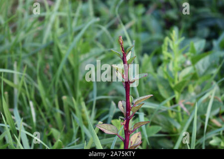 Basella alba Baum in Indien Stockfoto
