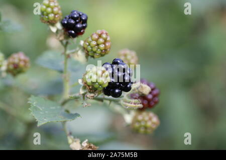 Nahaufnahme Farbe Bild eines kleinen Bündel von Brombeeren auf einen Stamm von denen einige sind Grün und unreif und einige sind dunkel gefärbt und Reifen Stockfoto