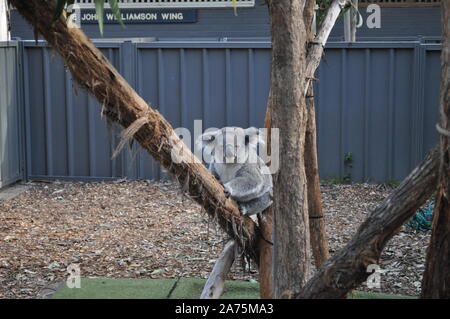 Koala Hospital in Port Macquarie. Die Fokussierung auf die Erhaltung und Bewahrung dieses Koala ist in einer Rehabilitation Hof im John Williamson Flügel. Stockfoto