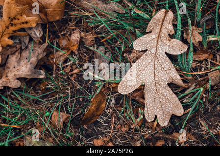 Gefallenen Herbst braun Eiche Blätter mit Wassertropfen auf. Stockfoto