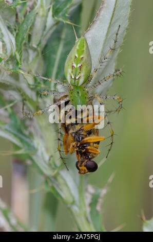 Green Lynx Spider, Peucetia viridans, weiblichen Fütterung auf erfasst Yellowjacket Schweben, Fliegen, Milesia virginiensis, Distel, Cirsium sp. Stockfoto