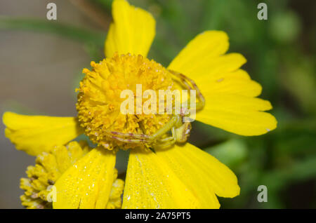 Crab Spider, Mecaphesa sp., lauernd auf sneezeweed, Helenium amarum Stockfoto