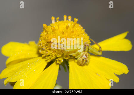 Crab Spider, Mecaphesa sp., lauernd auf sneezeweed, Helenium amarum Stockfoto