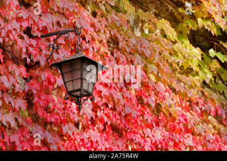 Rusty classic outdoor Lampe auf einer Außenwand in den Blättern in den Farben des Herbstes abgedeckt Stockfoto