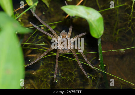 Sechs gefleckte Fischen Spinne, Dolomedes Triton Stockfoto