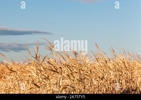 Cornfield unter der Rocky Mountains in Colorado, USA Stockfoto