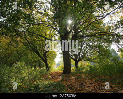 Sonne scheint durch die Bäume in den Wald um delapre Abtei, Northampton, Herbst, Großbritannien Stockfoto